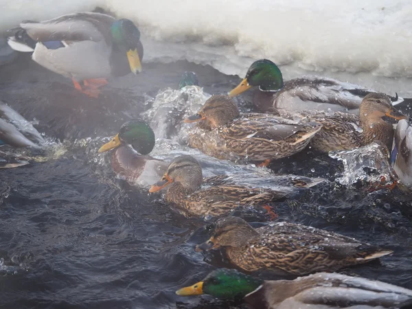 Ente im Winter auf dem Fluss — Stockfoto