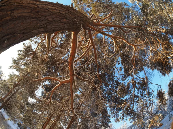 Árvores de baixo para cima em uma floresta de pinheiros no inverno — Fotografia de Stock