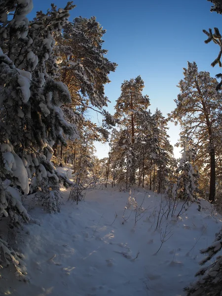 Dennenbos in de winter — Stockfoto