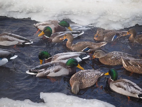 Anatra sul fiume in inverno — Foto Stock