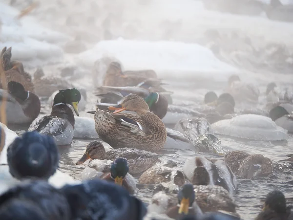 Eend op de rivier in de winter — Stockfoto