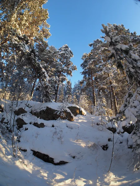 Bosque de pinos en invierno — Foto de Stock