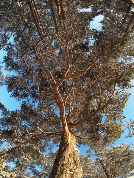 Árvores de baixo para cima em uma floresta de pinheiros no inverno — Fotografia de Stock