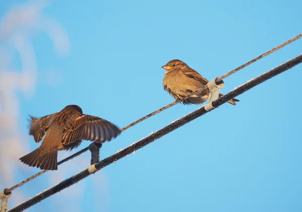 Burung pipit di kabel di musim dingin — Stok Foto