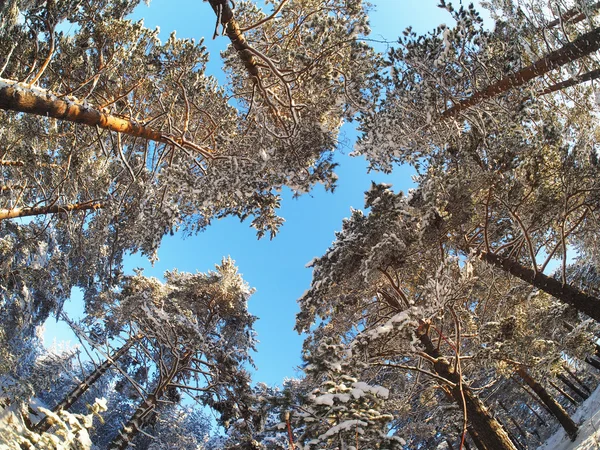 Bäume von unten im Kiefernwald im Winter — Stockfoto