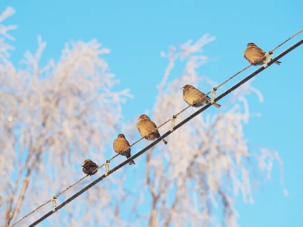 Gorriones en los cables en el invierno — Foto de Stock