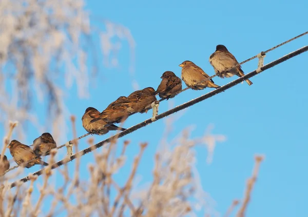 Mussen op de draden in de winter — Stockfoto