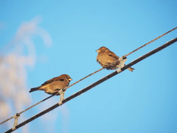 Spatzen auf den Drähten im Winter — Stockfoto