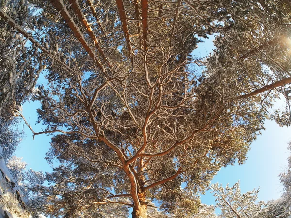 Árvores de baixo para cima em uma floresta de pinheiros no inverno — Fotografia de Stock