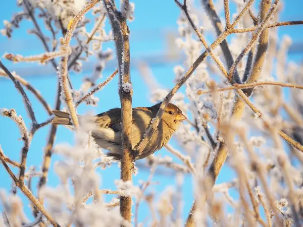 Passero su un ramo in inverno — Foto Stock