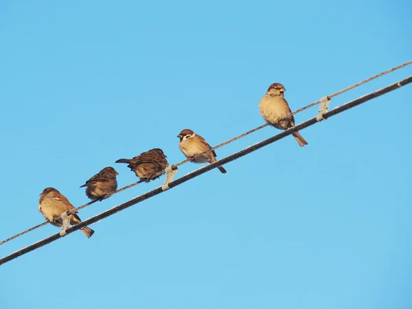 冬に電線に雀を咲かせ — ストック写真