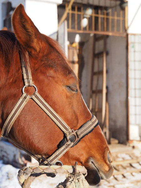 Portrait Red Horse — Stock Photo, Image