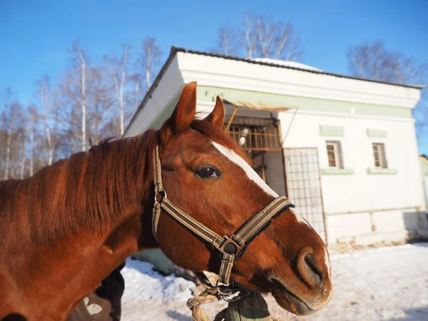 Retrato Caballo Rojo — Foto de Stock