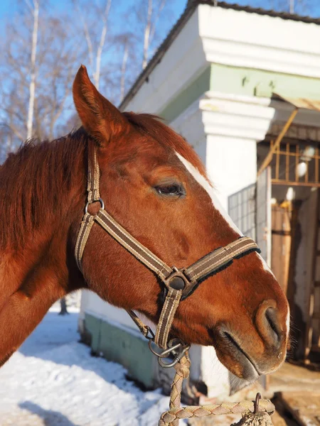 Porträtt Röd Häst — Stockfoto