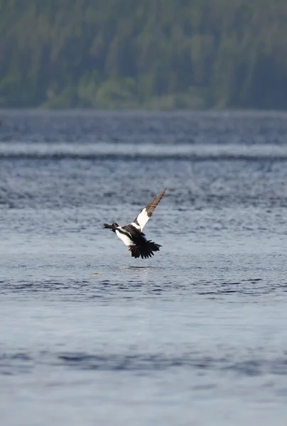 Duck goldeneye on the lake — Stock Photo, Image