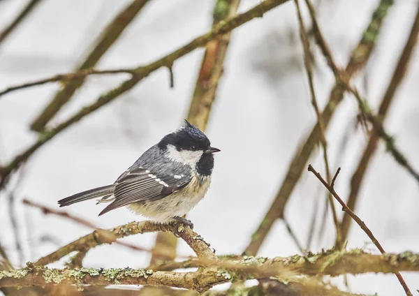 Mésange à tête grise dans la forêt — Photo