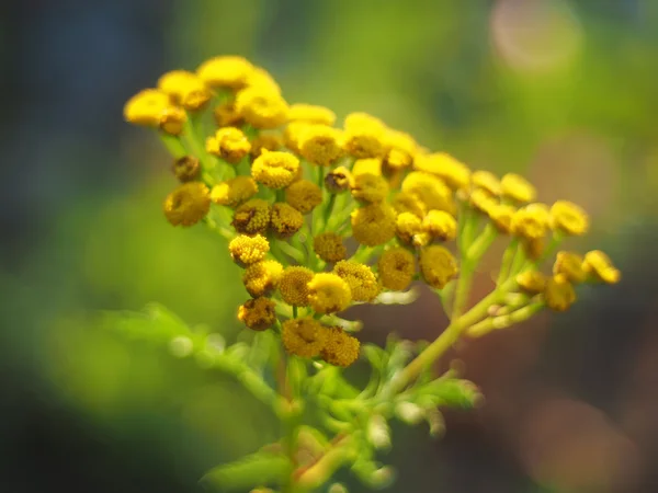 Tansy in the forest — Stock Photo, Image