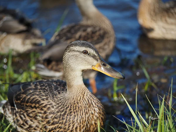 Ankor på sjön — Stockfoto