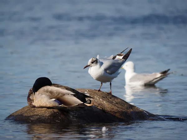 Möwe auf dem See — Stockfoto