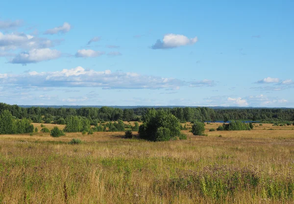 Veld in het bos — Stockfoto