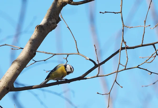 Blue Tit in the forest — Stock Photo, Image