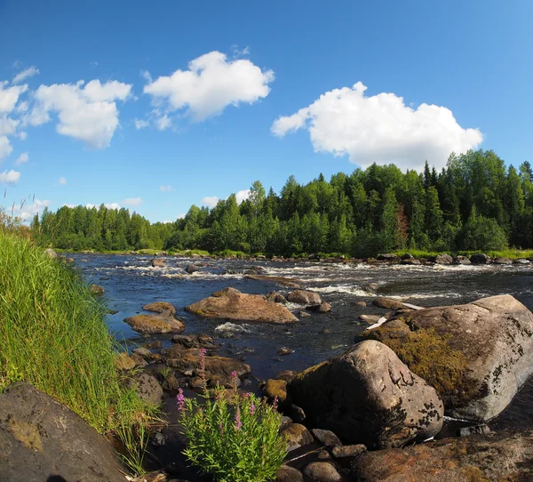 Fiume nella foresta — Foto Stock