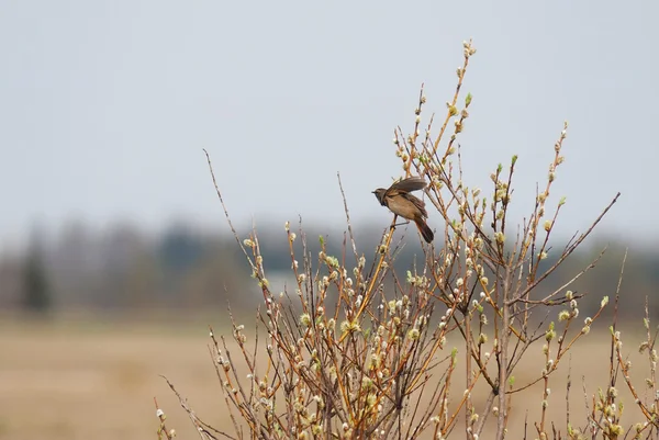 Blauwborst op een boom — Stockfoto