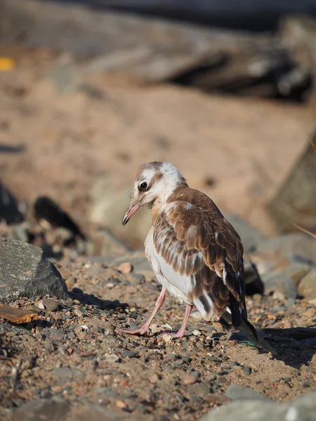 Meeuw op het meer — Stockfoto