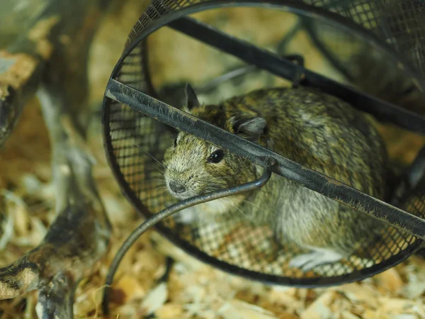 Degus in the cage — Stock Photo, Image