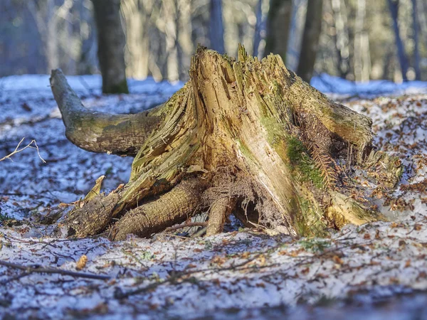 Starym pniu w lesie — Zdjęcie stockowe