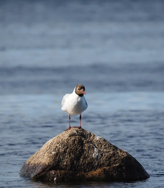 Meeuwen op het meer — Stockfoto