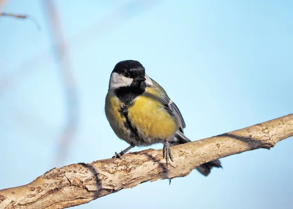 Tit in the forest — Stock Photo, Image