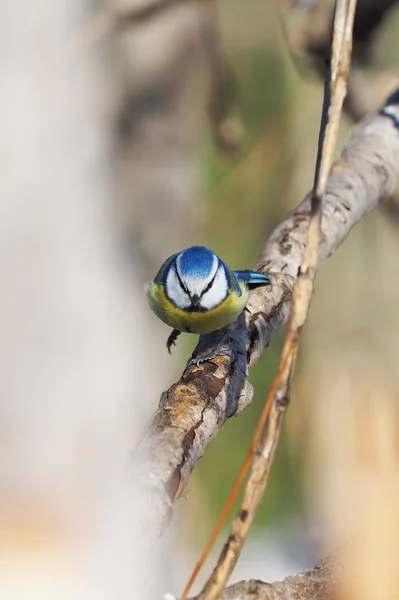 Blue Tit dans la forêt — Photo