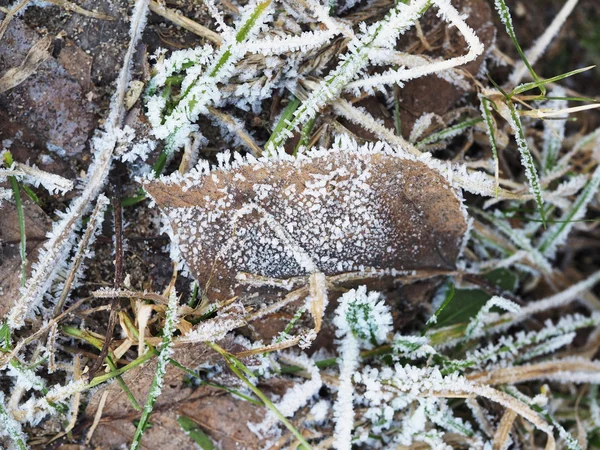 Cristais de gelo no inverno — Fotografia de Stock