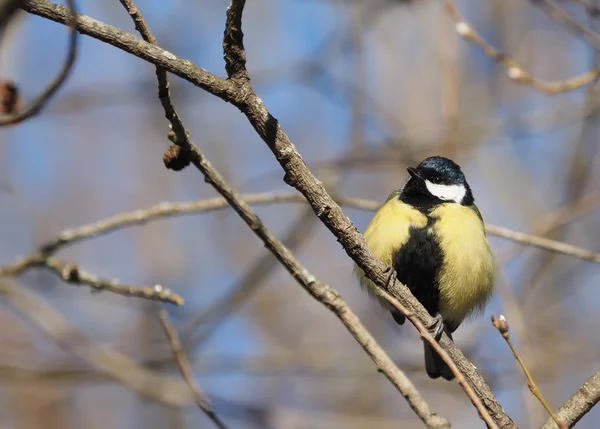 Tit in the forest — Stock Photo, Image