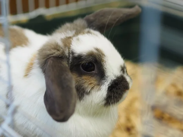 Lapin décoratif dans une cage — Photo