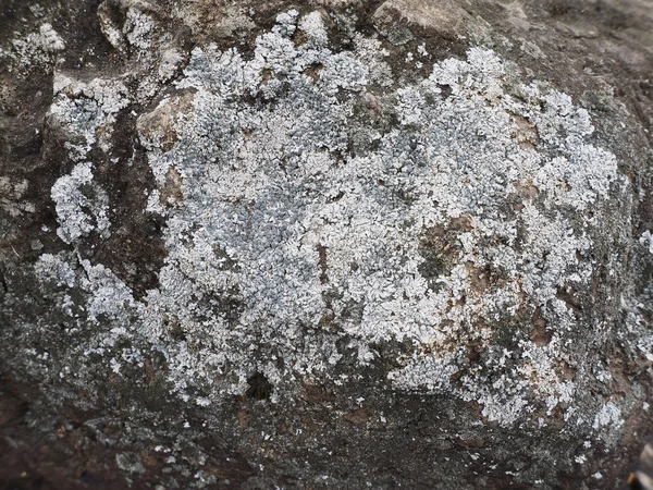 Licheniu na skałach — Zdjęcie stockowe