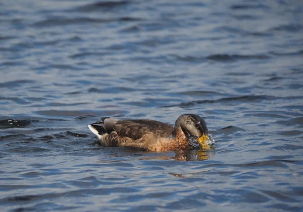 Canard sur le lac — Photo