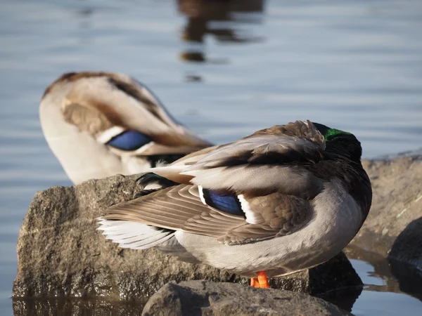 Ankor på sjön — Stockfoto