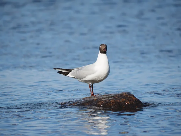 Meeuwen op het meer — Stockfoto