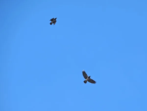 Серый ворон в небе — стоковое фото