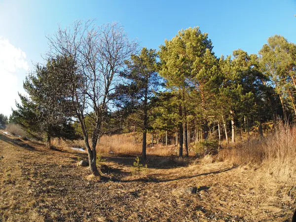 Buisson dans les bois — Photo