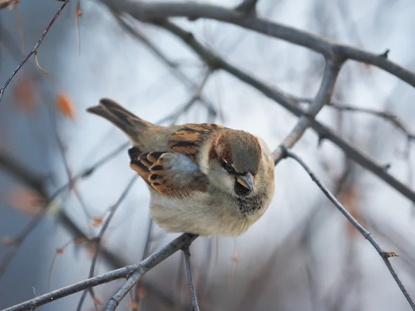 Sparrow in the forest — Stock Photo, Image