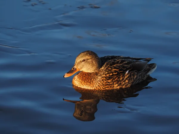 Pato no lago — Fotografia de Stock