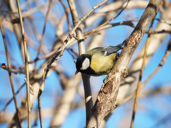 Tit in the forest — Stock Photo, Image