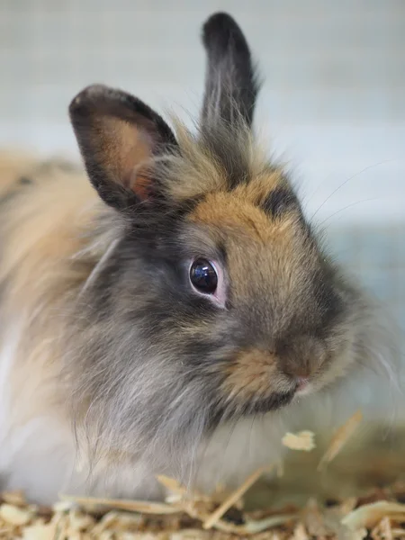 Decorative rabbit in a cage — Stock Photo, Image