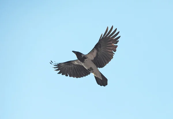 Corbeau gris dans le ciel — Photo