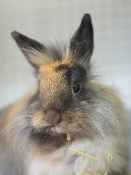 Lapin décoratif dans une cage — Photo