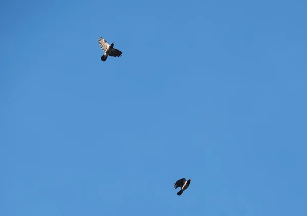 Gray crow in the sky — Stock Photo, Image