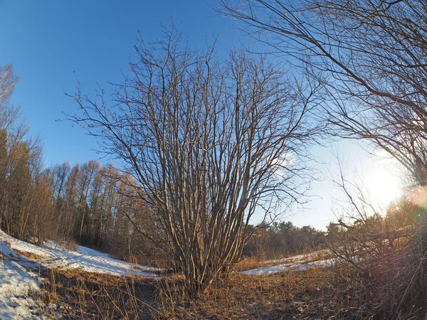 Buisson dans les bois — Photo